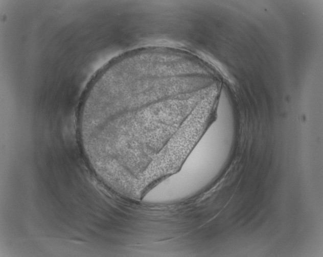 X0000081491264200702021914