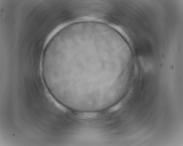 X0000081491294200702021913