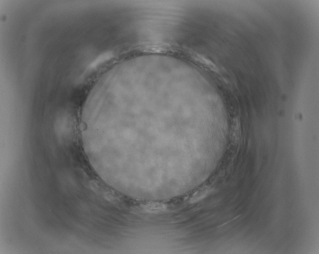 X0000081491446200702021911