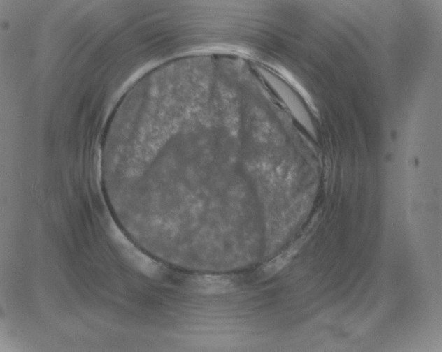 X0000081491476200702021910