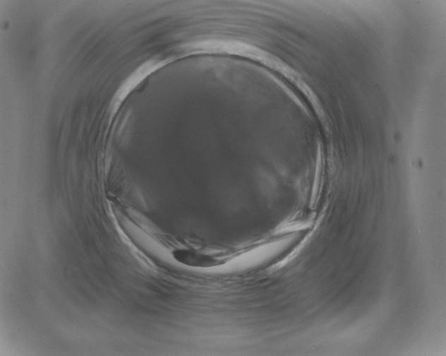 X0000081491529200702021910