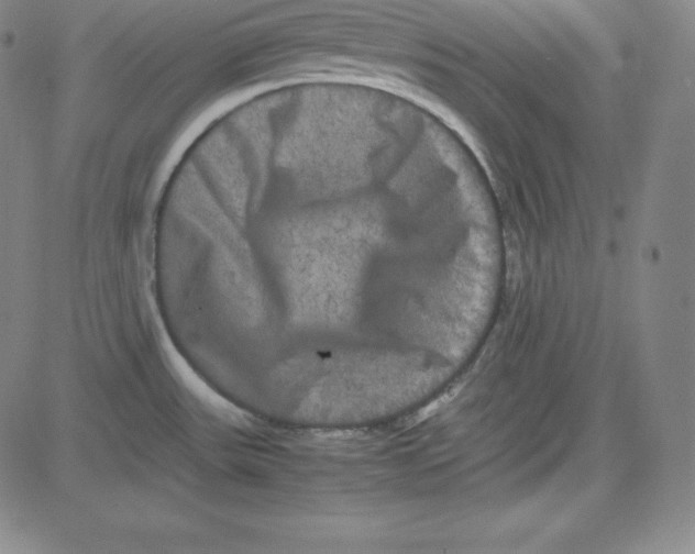 X0000081491531200702021910