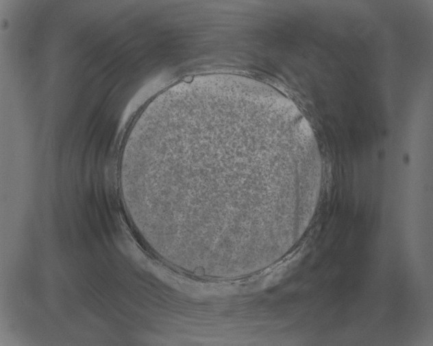 X0000081490004200702100041