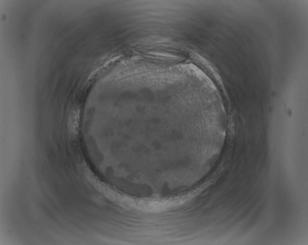 X0000081490018200702100041