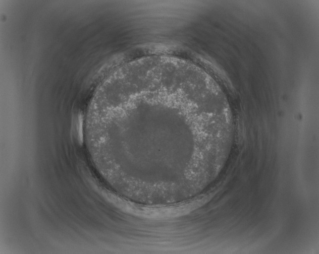 X0000081490022200702100041