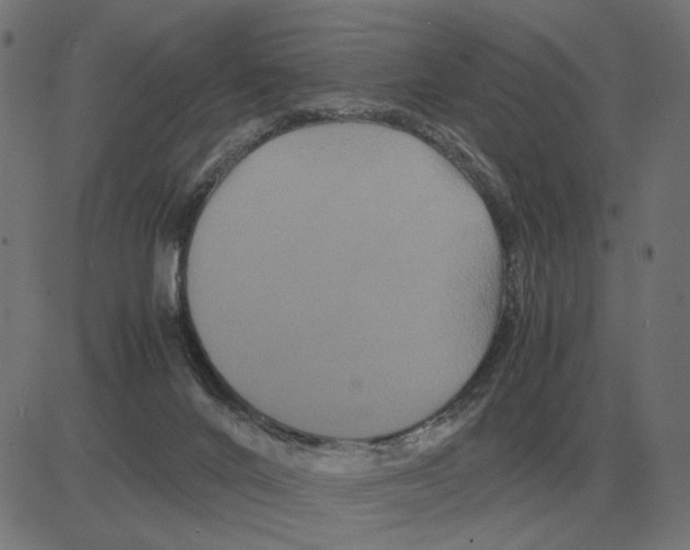 X0000081490024200702100041