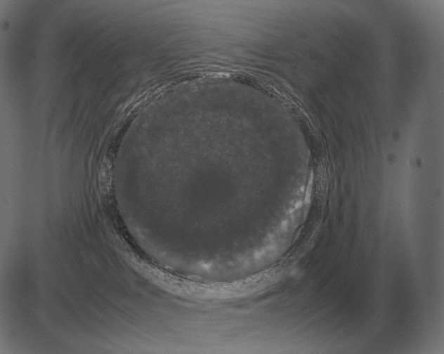 X0000081490043200702100041