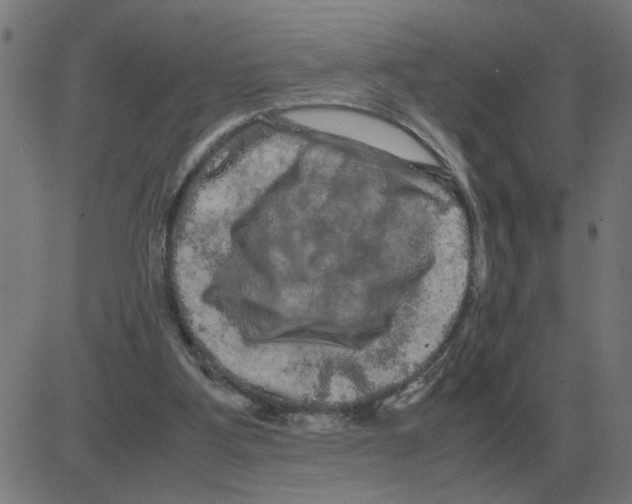 X0000081490107200702100040