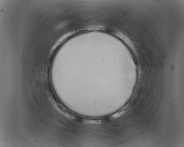 X0000081490155200702100039