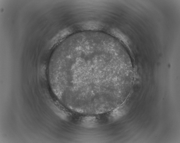 X0000081490162200702100039