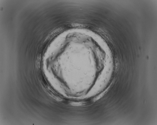 X0000081490171200702100039