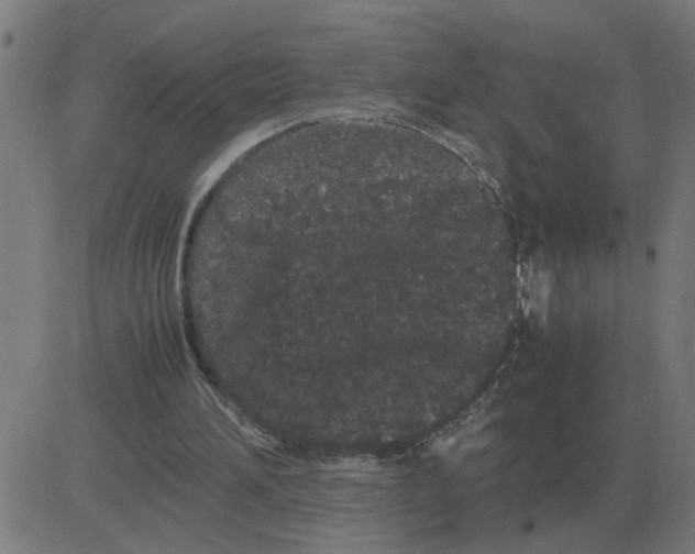 X0000081490196200702100038