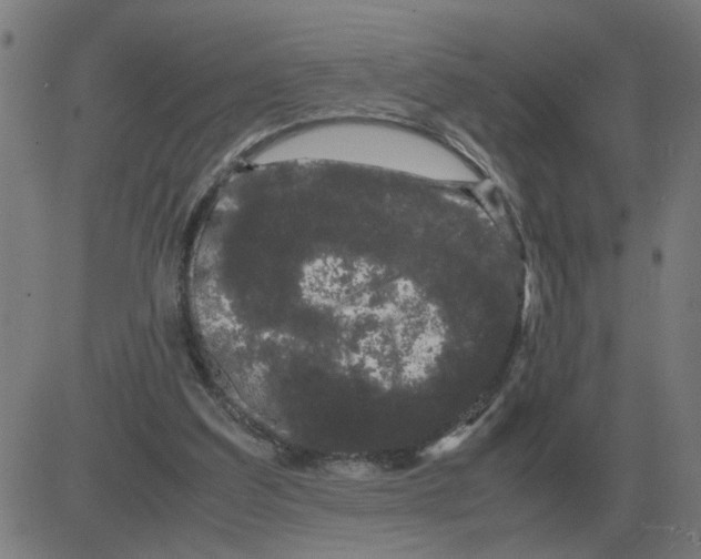 X0000081490203200702100038