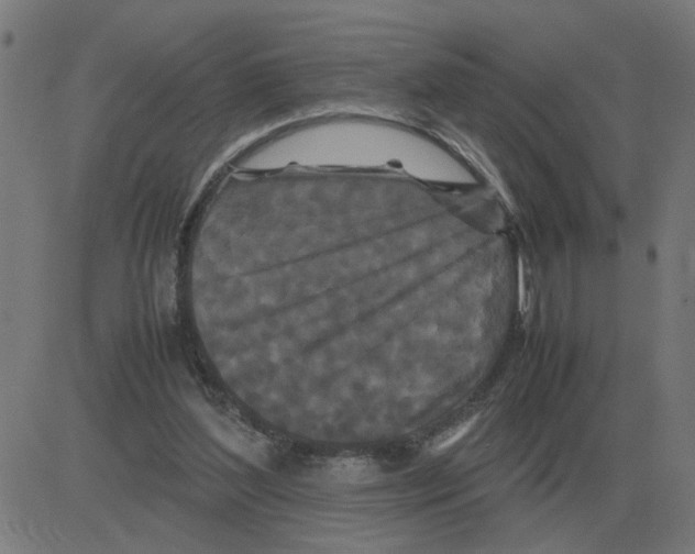 X0000081490204200702100038