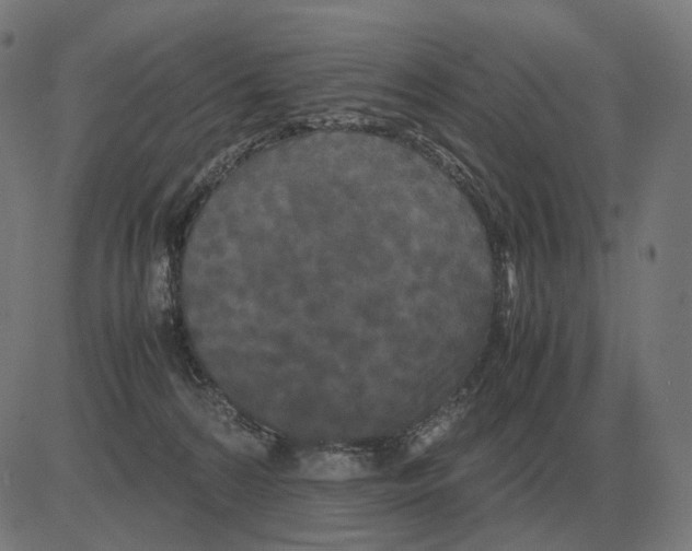 X0000081490224200702100038