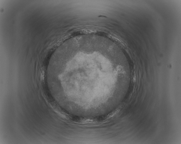 X0000081490315200702100036