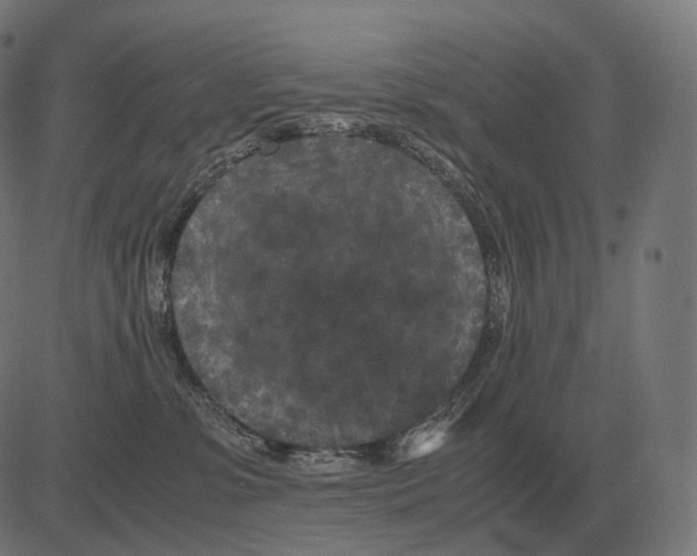 X0000081490331200702100036