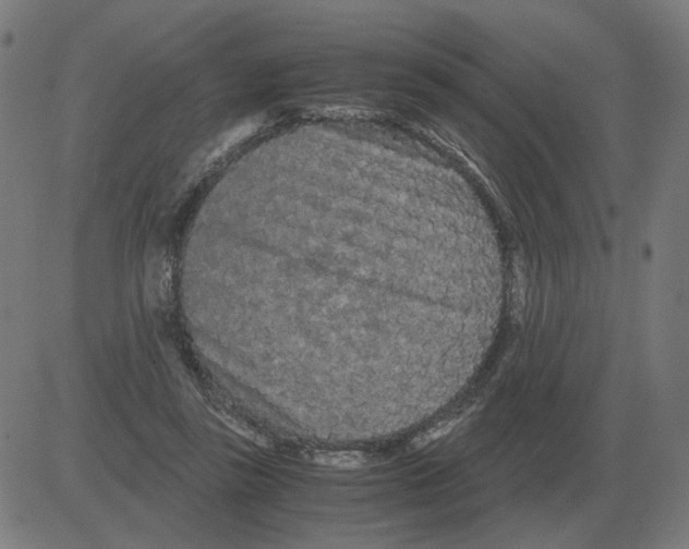 X0000081490355200702100036