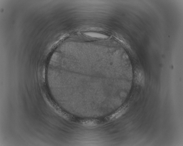 X0000081490358200702100036