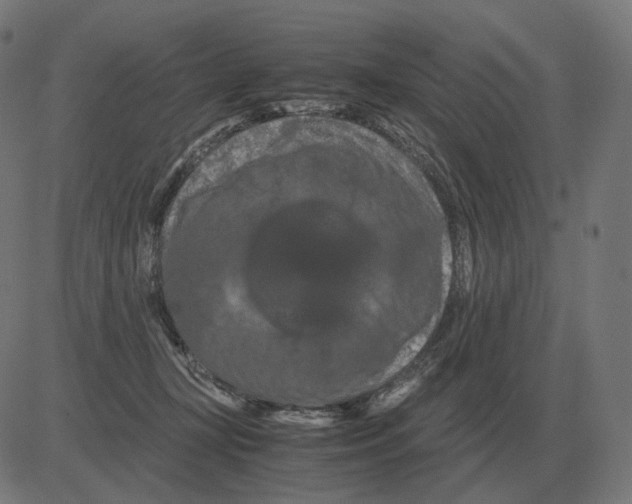 X0000081490367200702100036