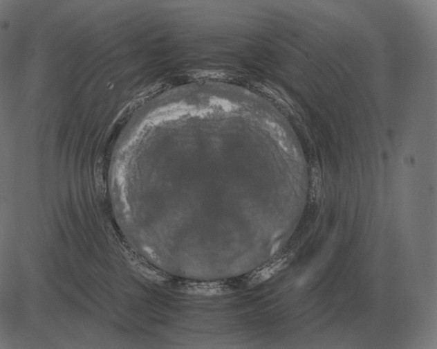 X0000081490377200702100036