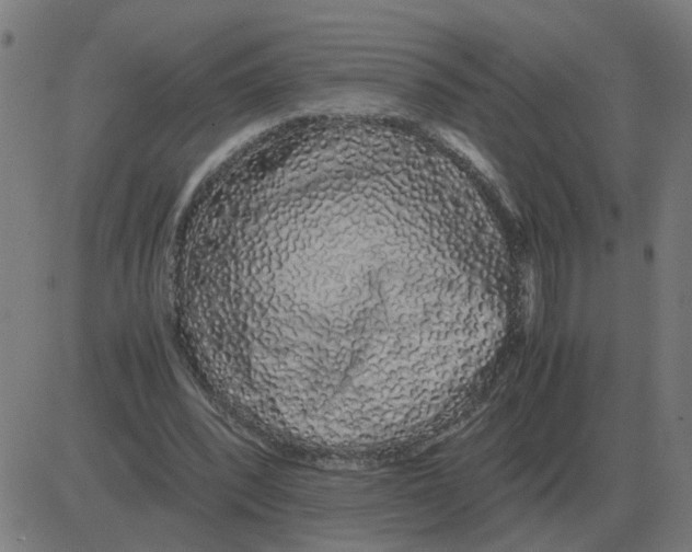 X0000081490392200702100035