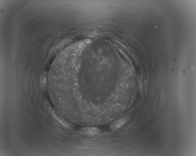 X0000081490427200702100035