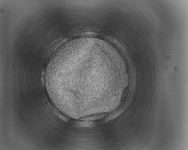 X0000081490432200702100035