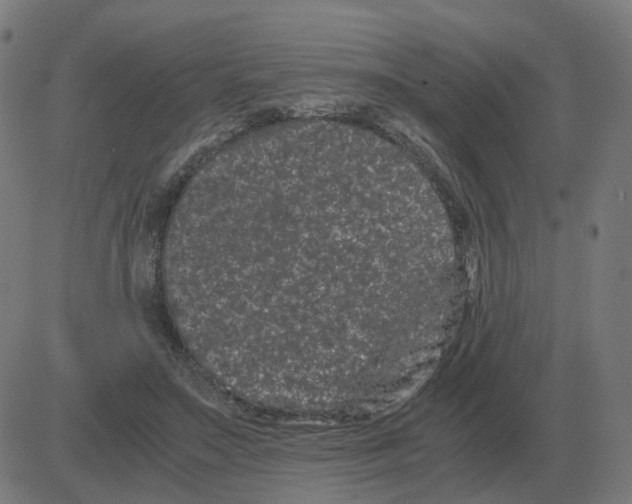 X0000081490499200702100033