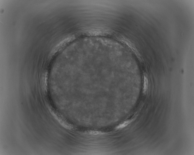 X0000081490590200702100032