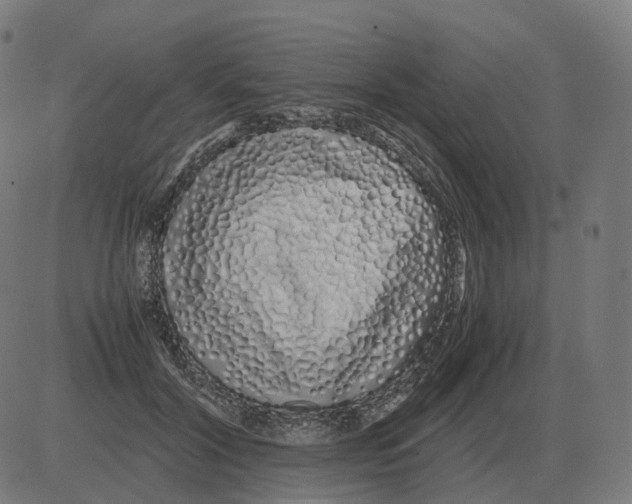 X0000081490604200702100032