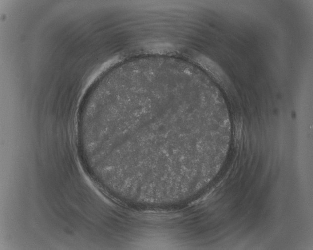 X0000081490630200702100031