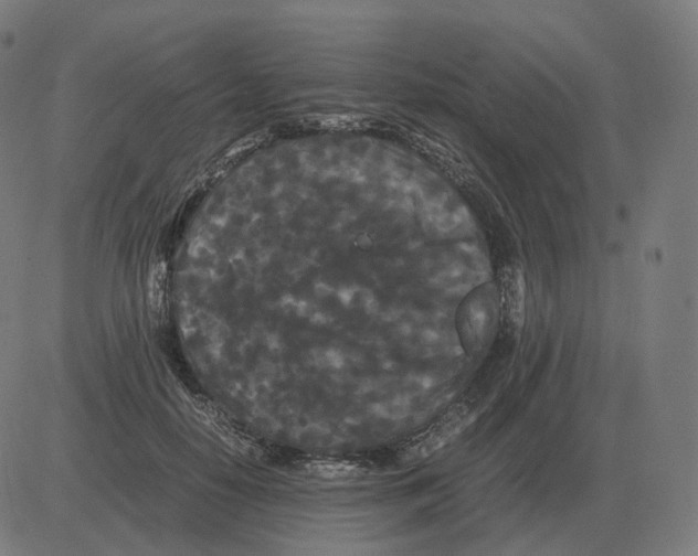 X0000081490650200702100031