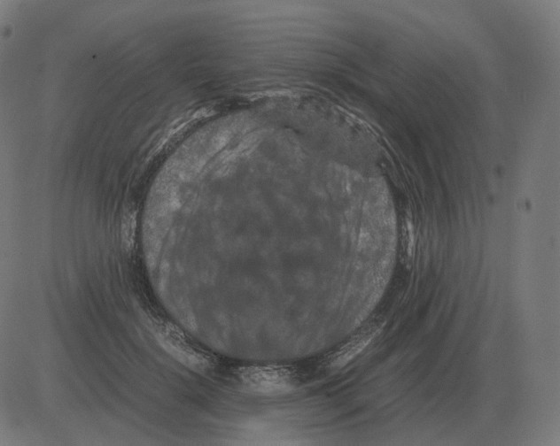 X0000081490652200702100031