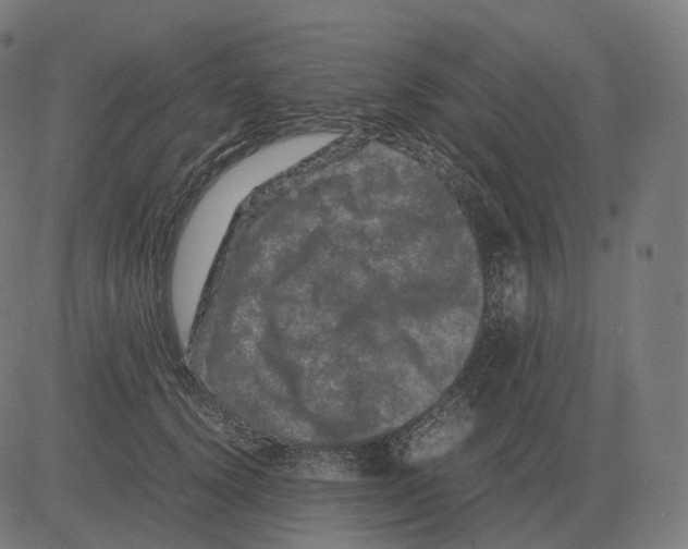 X0000081490656200702100031