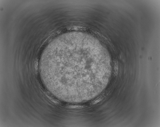 X0000081490657200702100031