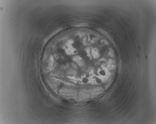 X0000081490721200702100029