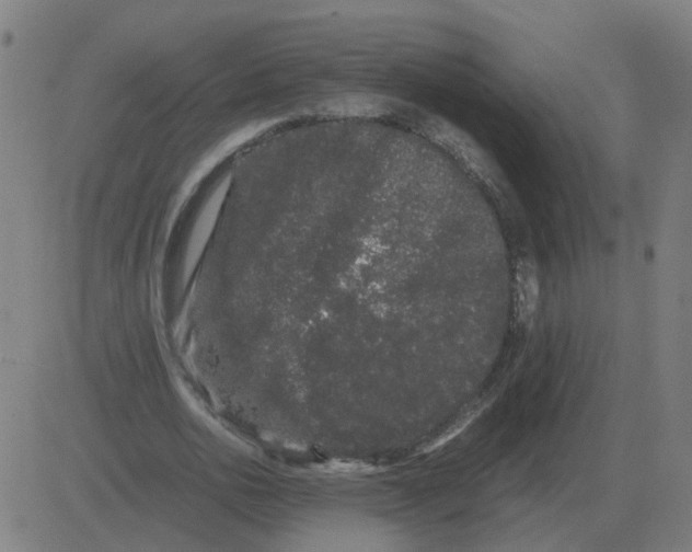 X0000081490726200702100029