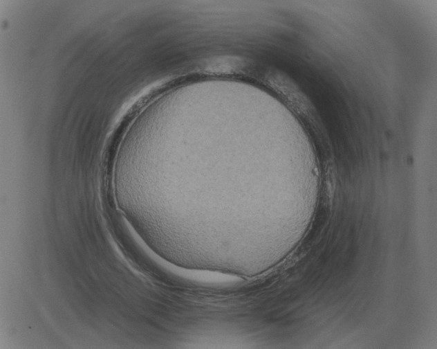 X0000081490728200702100029