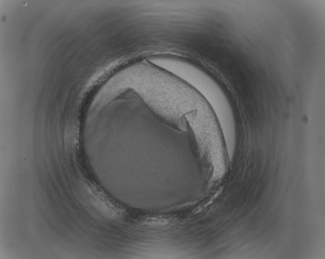 X0000081490732200702100029