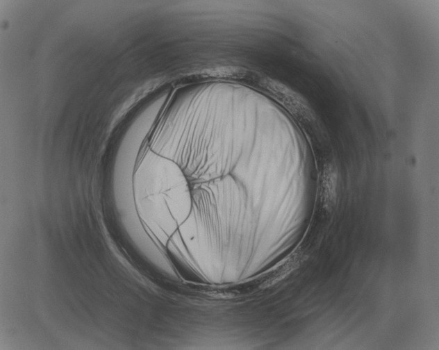 X0000081490734200702100029