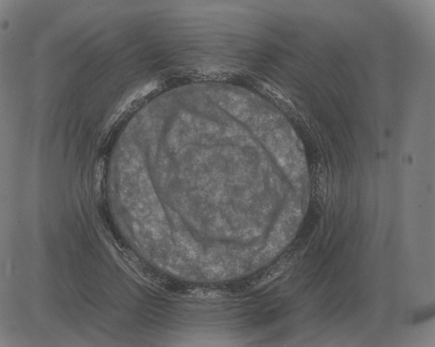 X0000081490742200702100029