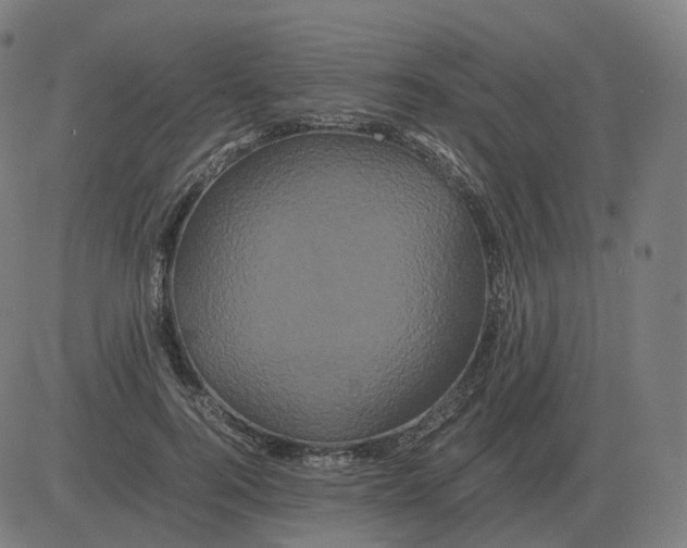 X0000081490744200702100029