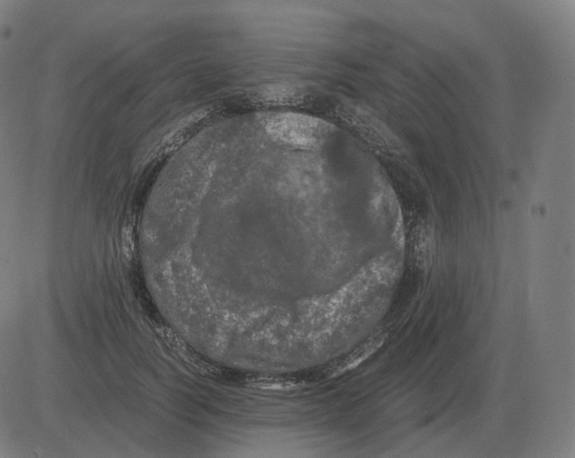 X0000081490746200702100029