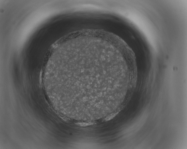 X0000081490765200702100030