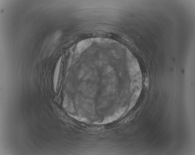 X0000081490771200702100029