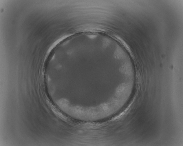 X0000081490779200702100029