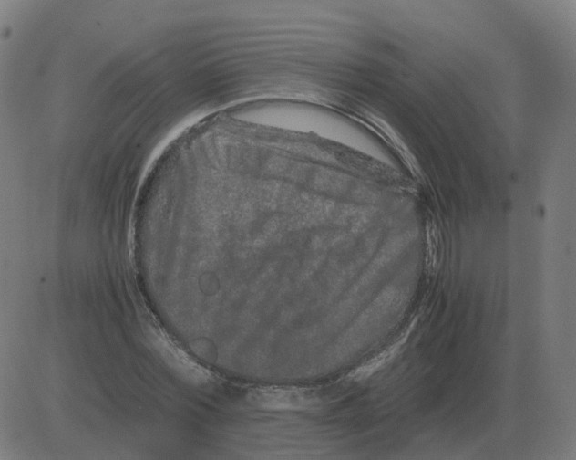 X0000081490780200702100029