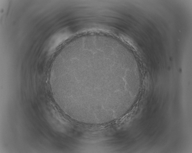 X0000081490824200702100028