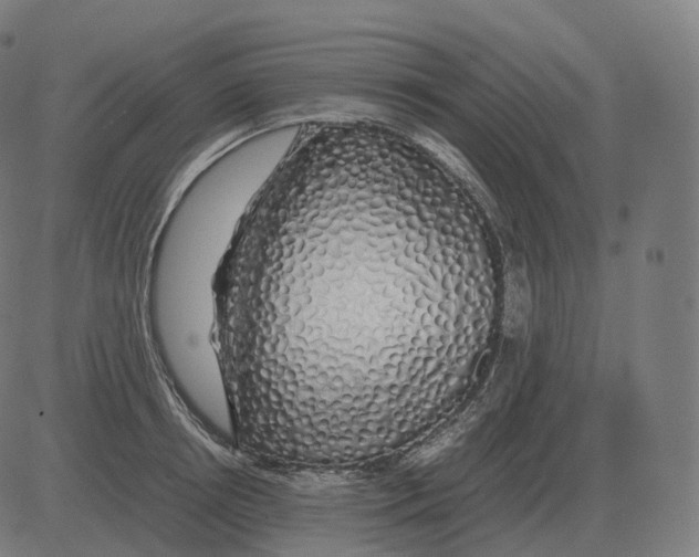 X0000081490850200702100028